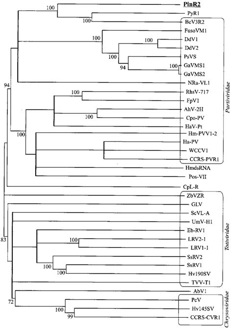 Phylogenetic Tree Based On The Alignment Of Rdrp Amino Acid Sequences