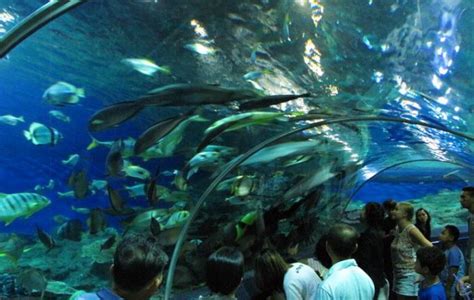 Underwater World In Pattaya Thailand Pattaya Unlimited