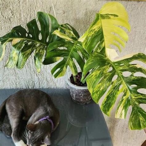 Stunning Features Of Monstera Standleyana Var Transform Your Space