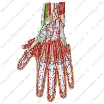 Radial Artery Easy Anatomy D