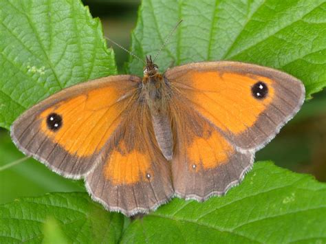 Gatekeeper | Butterfly Conservation