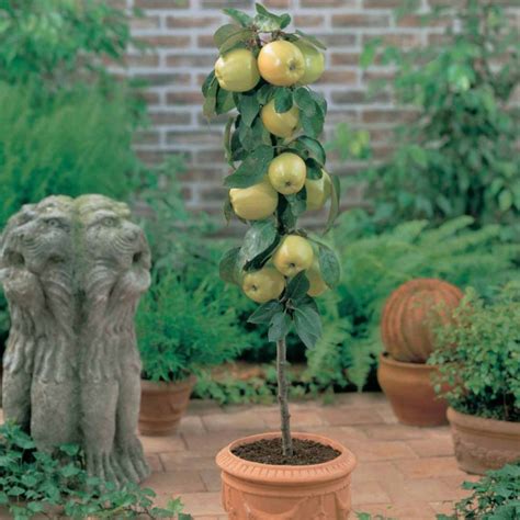 Alberi Da Frutto Nani Da Coltivare Sul Balcone Consigli Utili