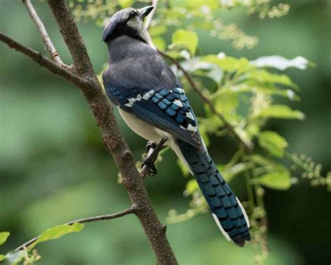 Bird That Looks Like A Blue Jay This Is The One