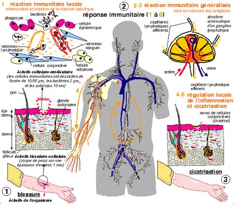 Cours Immunologie Bts Abm