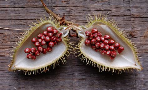 Roucou and other exotic oils in hair care