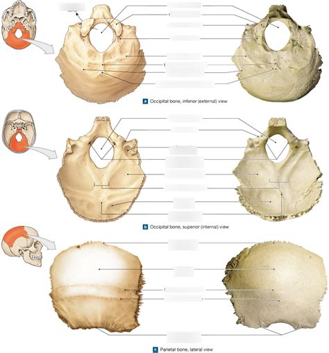 Occipital Bone Diagram Quizlet