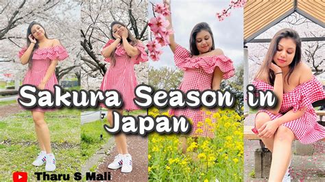 Sakura Season In Japan🌸🍃cherry Blossom In Japan🌸day Vloglife In