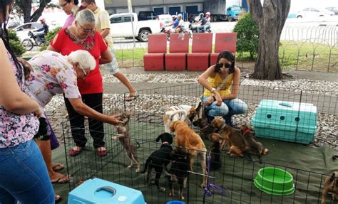 Evento de adoção de animais acontece nesta sexta feira Local Diario