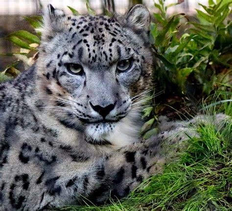 Snow leopard - Handsome Ramil | The scientific name of the s… | Flickr