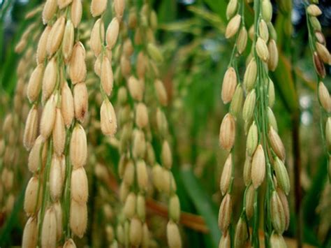 Budidaya Padi ~ Panduan Budidaya Agro