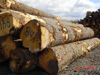 Eastern White Pine Large Diameter Logs 1 - Titan TimberTitan Timber