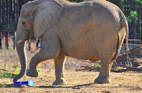 theelephantsanctuary: "All of The Sanctuary #elephants received some ...