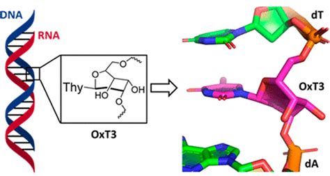 Nucleoside Analogues With A Seven Membered Sugar Ring Synthesis And Structural Compatibility In