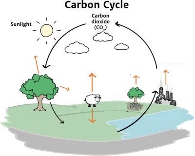 Carbon Cycle Diagram | Quizlet