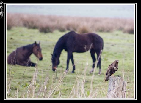 Are Horses Prey Animals Qeryautos