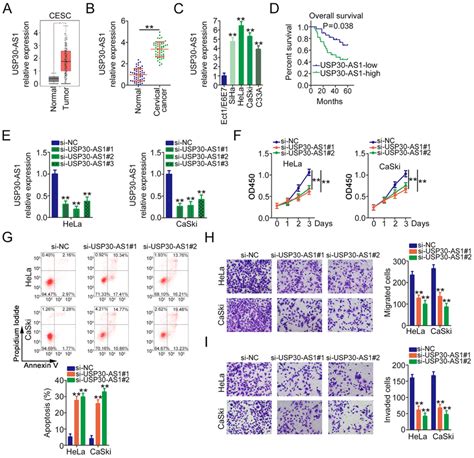 USP30 AS1 Knockdown Inhibits The Malignant Behaviours Of Cervical