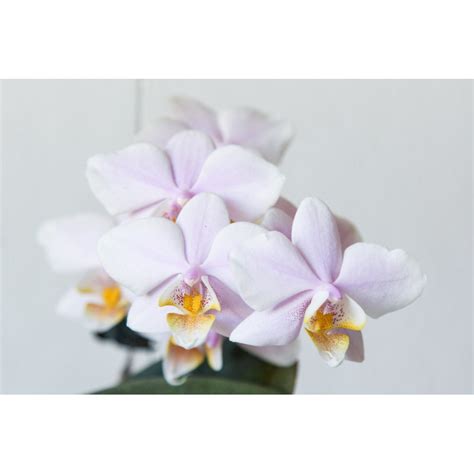 Орхидея Phal. Pinlong Cheris - купить, доставка Украина