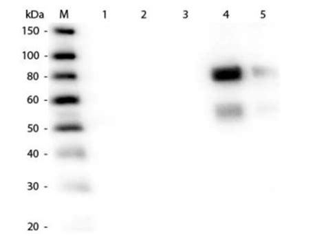 Rabbit Anti Rat IgM Heavy Chain Secondary Antibody FITC Novus