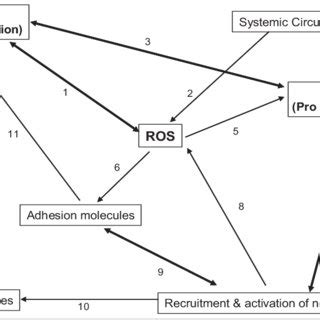 Schematic Diagram Depicting The Central Role Of Oxidative Stress During