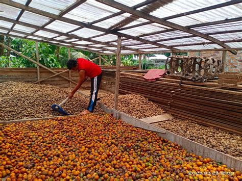 Kegunaan Pinang Muda Dapat Diolah Menjadi Apa Saja Ya