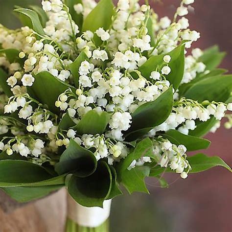 Ландыши Dakota flora | Купить ландыши в Москве | Интернет-магазин ...