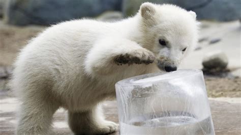 Shore ice results in Newfoundland polar bear sightings | CTV News