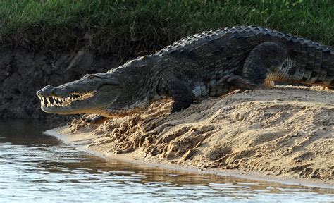 Rusizi National Park | Burundi | Wild Safari Guide