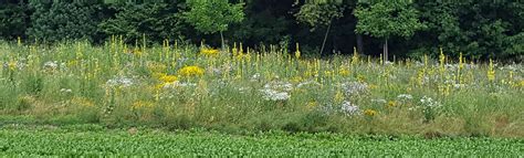 Biodiversitätsförderung Moser Naturschutz