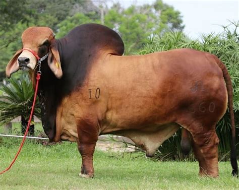 "Mi piace": 756, commenti: 4 - Biggest Bulls Of The World (@biggest_bulls_of_the_world) su ...