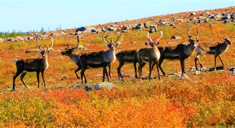 Fast Facts Caribou: Reindeer vs. Caribou | Arctic Kingdom