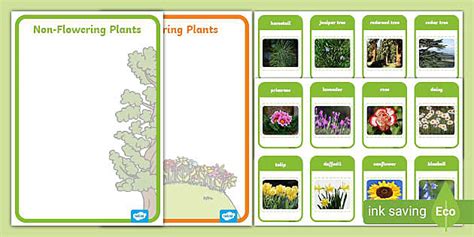 Flowering and Non-Flowering Plant Sorting Activity | Twinkl