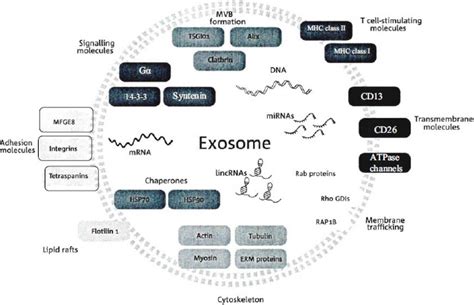 Non Coding Rnas In Exosomes New Players In Cancer Biology Exosome Rna