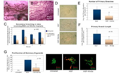 Wnt A Inhibits Lateral Branching In Vivo And Hgf Induced Branching