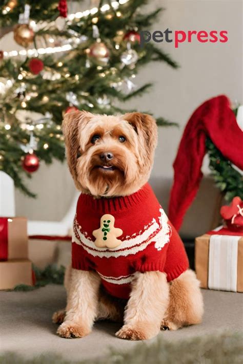 A Festive Collection of the Cutest Dog Christmas Sweaters