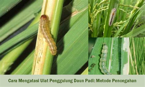 Cara Mengatasi Ulat Penggulung Daun Padi Metode Pencegahan