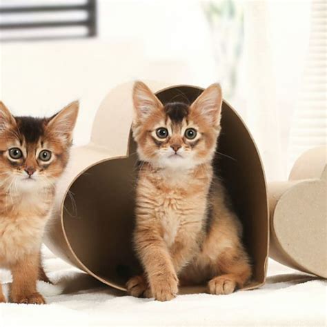 Somali vs Bengal - Breed Comparison | MyCatBreeds