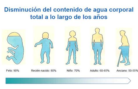 Cantina Lograr Mitolog A Contenido De Agua En El Cuerpo Humano Horror