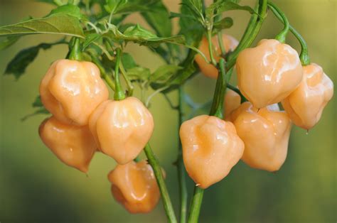 Habanero Pastel - Capsicum chinense