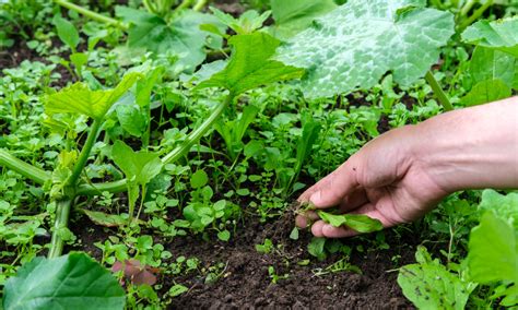 20 Natural Weed Control Tips For Your Garden And Lawn Hardy Garden