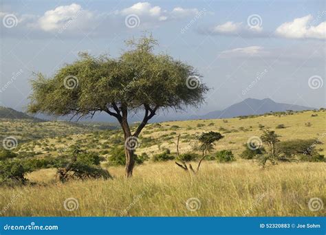 Albero Al Tramonto A Tutela Di Lewa Kenya Africa Dell Acacia Immagine