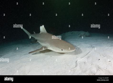 Schwarzspitzen Riffhaie Carcharhinus Melanopterus Felidhu Atoll