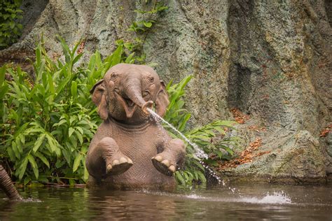 Elephant Pool Jungle Cruise Walt Disney World R Flickr