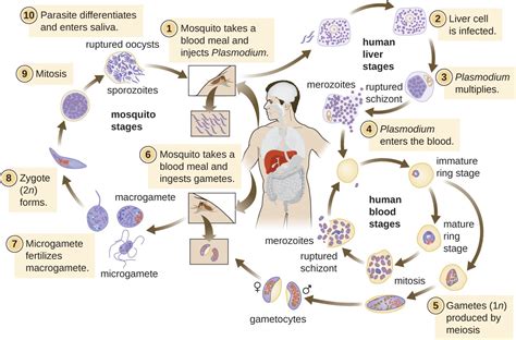 Plasmodium Cycle