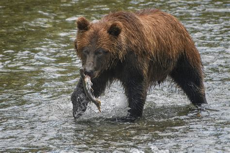 Jorn Vangoidtsenhoven Wildlife and Nature Photography | Fishing Grizzly ...