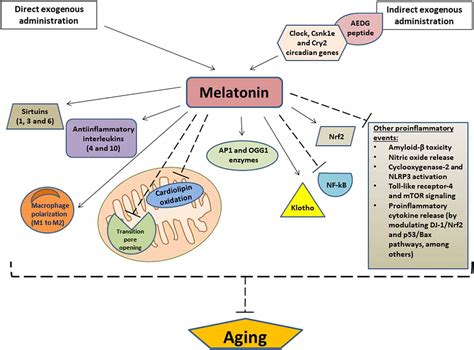 Frontiers Melatonin As An Anti Aging Therapy For Age Related