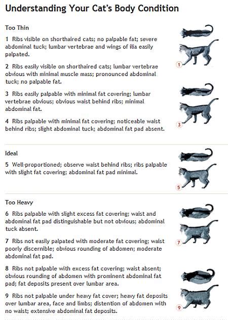 Cat Weight Chart | Judging Your Cat's Body Condition