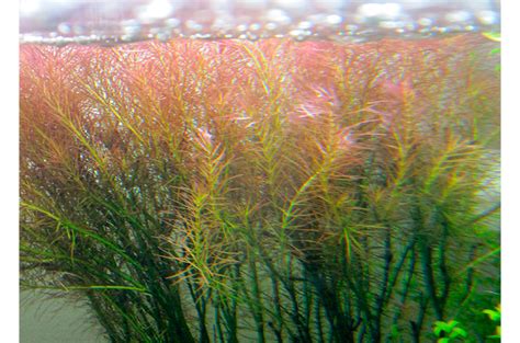Rotala - popis, pěstování, foto