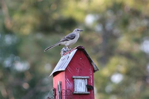 Northern Mockingbird Range Map and Habitat Details
