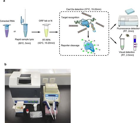 用crispr Cas12a进行快速新冠病毒检测 美格生物，领先的ivd分子检测技术提供商！