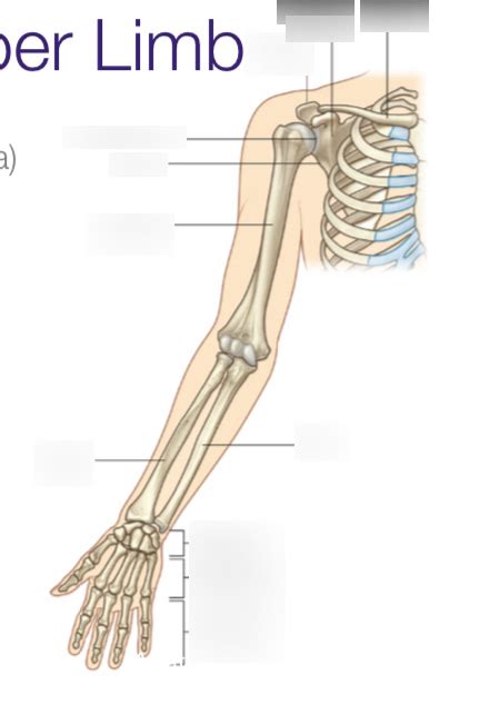 Bones Of The Upper Limb Diagram Quizlet